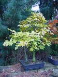 fagus bonsai aut 01-3.JPG